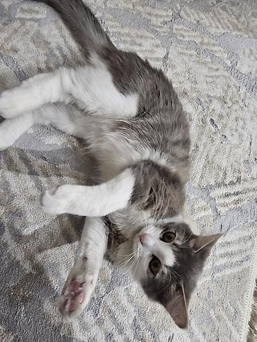 tutuquşu yuvası: Məhsul: Pişik üçün ev və daşıma çantası dəsti,teze qul qabisi ve 10 — 5