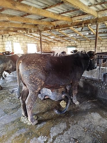 тап аз птицы: Uzun zamandır Arpa yemi və kəpəklə qulluq olunur, çəki verən mallardır — 8