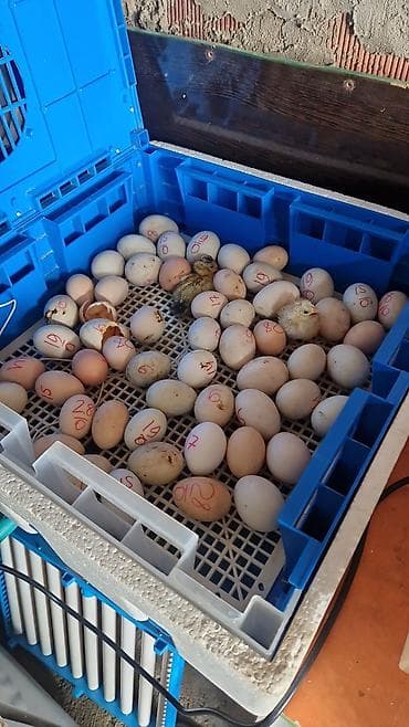 sumqayit daye: Ördək yumurtası inkubasiyası xidməti - Yumurtaların peşəkar — 2