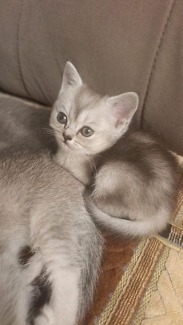 simmental cinsi: Шотландская — 10