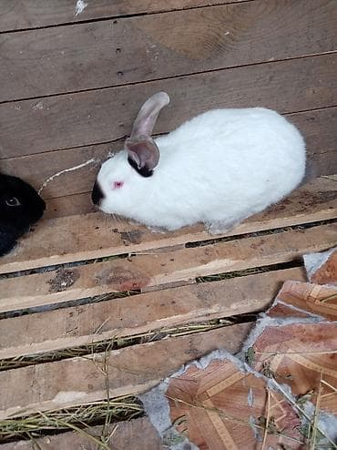 Mal-qara: Doşan satışı sort doşan satlır zəmətolmasa baş sualar zəng eləməyin — 5