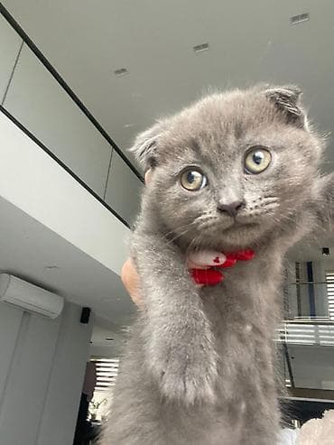 Şotland yastı qulaq — 8