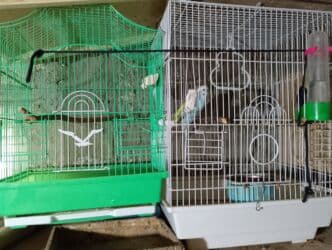 попугай ара цена: Salam bala cavan qusdardi isimle əlaqeli yeni teze duzeldim baxan — 10