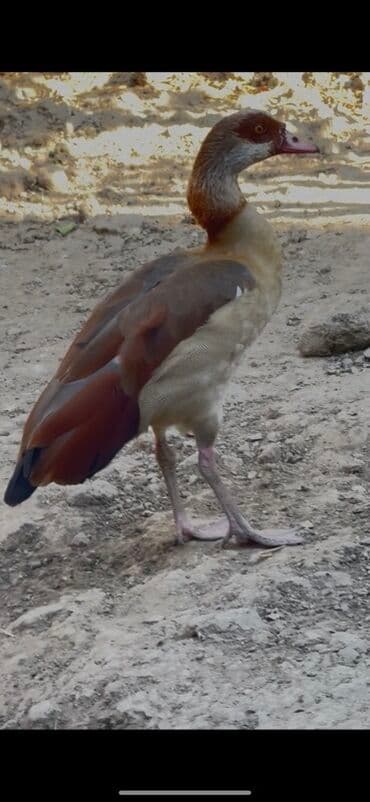 lavanda lal ordəklər: Misir qazı, həmçinin Nil qazı kimi tanınan bu quş, açıq qəhvəyi və boz — 4