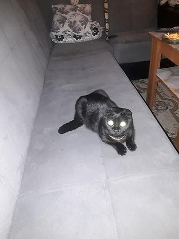 pişik qablari: Yaxşı əllərə — 2