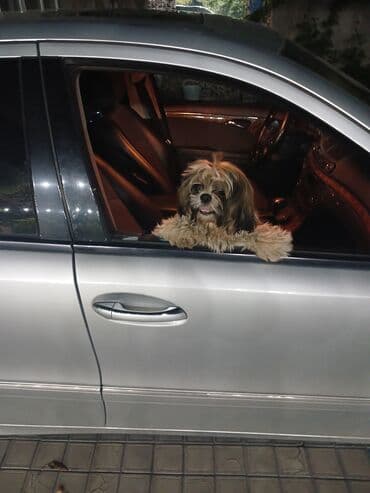 той пудель баку: Ши-тцу — 6