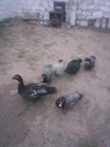 Mal-qara: Lal ordey Macar satlir bir erkey Macar biri zumurut 4 dışı 2 erkey 40 — 1