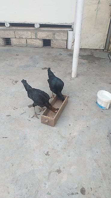 K/t heyvanları və malları: Toyuq cücələri, Damazlıq, Ünvandan götürmə, Ödənişli çatdırılma — 2