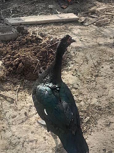 Muscovy ördəkləri (Indoutka) – qara parıltılı lələklər, ağ qanad