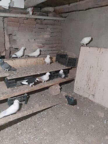 35 ədəd göyərçin var təcili satılır