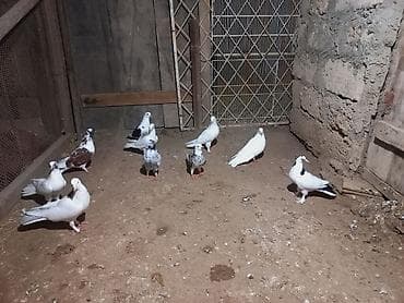 heyvanlar quslar: Göyərçinlər — 3