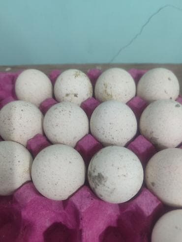 Mayalı hinduşka yumurtası — 1