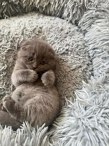 anqor pişik: Şotland, Yaxşı əllərə — 4