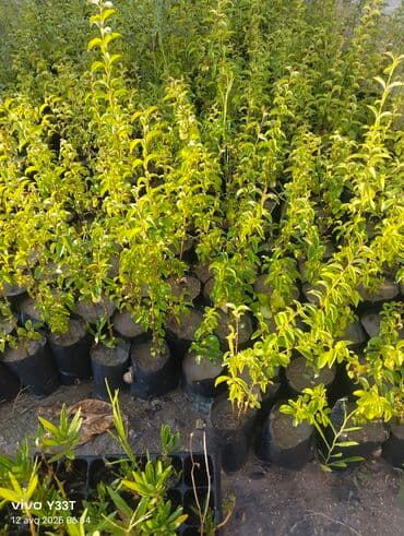 palma agaci satilir: Müxtəlif ölçülərdə palma fidanları bağ, həyət və ya digər açıq — 7