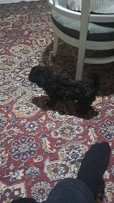 it satisi ucuz: Pudel, Peyvəndli — 2