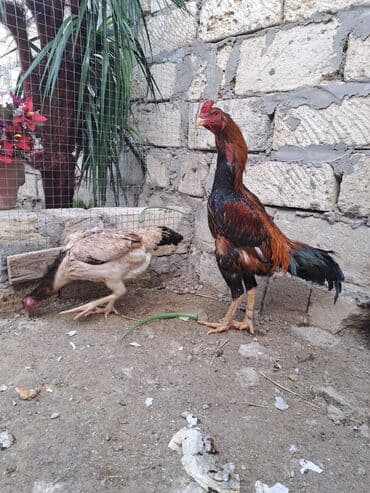 kent toyuq: Toyuq, Damazlıq, Ünvandan götürmə — 1