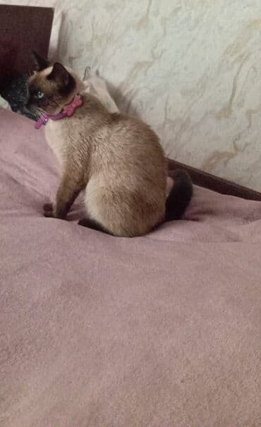 сфинкс кошка цена: Сиамская, Самка, В добрые руки, Самовывоз — 4