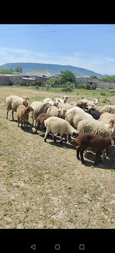 heyvan alqi satqisi: Dişi, il: 2 — 2