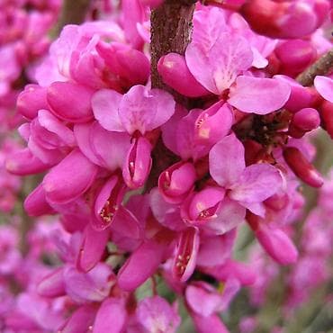 xurma agaci qiymeti: Cercis gülü hər qiymətə olanı var sifariş üçün əlaqə saxlaya bilersiz — 2