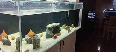 akvaryum satış: 1.50uzunlugu 50hundurluyu 60eni extra clear şüşədən 10luq yığılıb alt — 4