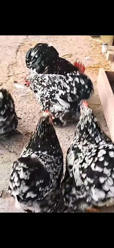 broyler yemi qiymeti: Toyuq, Damazlıq — 7