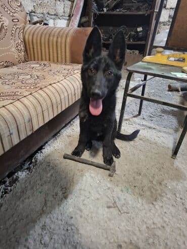 alman çoban köpeği: Alman çoban iti, 5 ay, Dişi, Ünvandan götürmə — 2