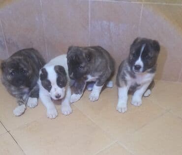 немецкий дог: Алабай — 3