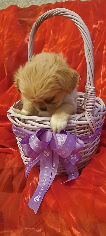 heyvan yemi: Pekines, Erkek — 5