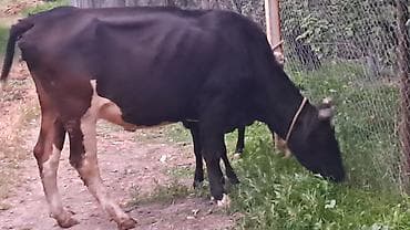dişi qaz: Iki baş ivanovka sortu inəy satılır birinci qarına doğub o biri üçüncü — 7