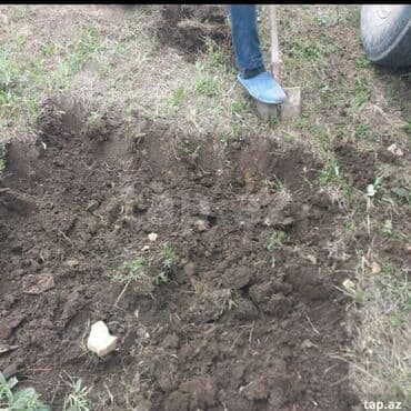 дрова для камина: Salam aleykum əziz qardaşlar,Şamaxı əzazisindən tam meşənin üst mümbit — 2