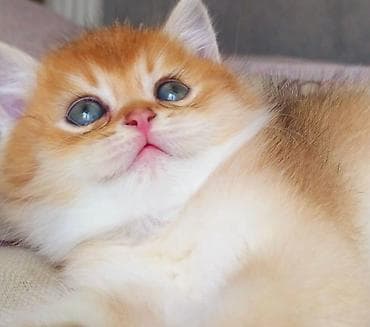 Britan, Erkək, Yaxşı əllərə, Ünvandan götürmə