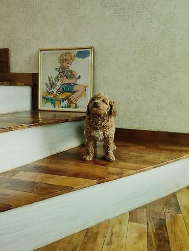 şpitz itləri: Pudel — 7