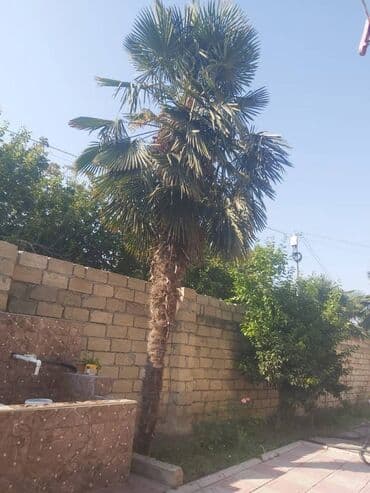 tatli un memulatlari gunesli: Razılaşma yolu ilə — 1