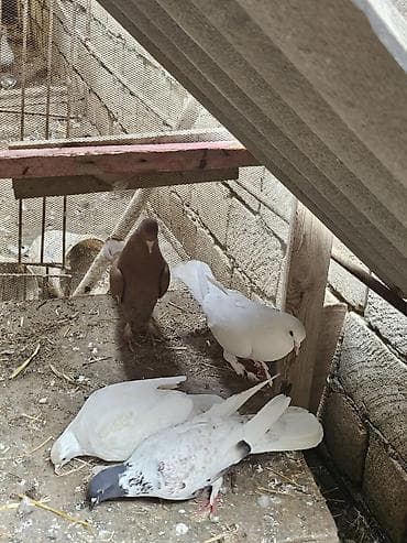 ağ göyərçin: Salam. 4 dənə göyərçindi tam sağlamdılar heçbir xəsdəlikləri yoxdur — 6