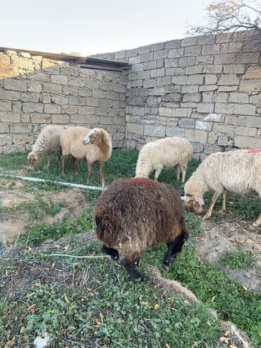 Keçi, çəpiş: Boğaz qoyunlar 5 dənə — 3