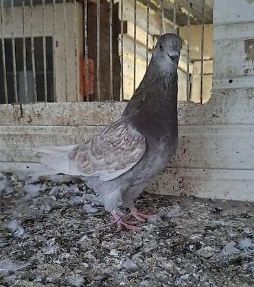 goyercin berde type 0: Qırmızı-boz Iran qizgin maya tutumadi tam saglam heyvandi deyeriden — 1