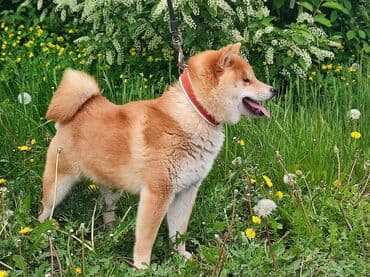 baskervillerin iti: Şiba Inu balası – qırmızı rəngli - Cins: Shiba Inu - Rəng — 3