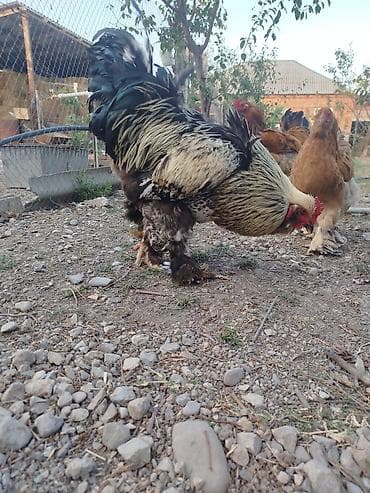 yerli qaz balasi: Brahma tam sağlam akdiv heyvadı damazlğa yararlı — 5