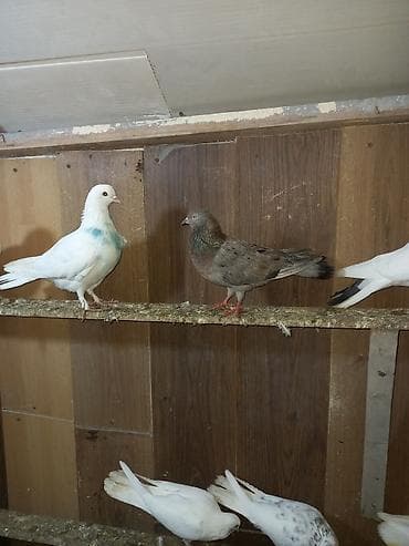 goyercin satilir: 3 ədəd əbrəş 2 mayadı 1 bir erkəy sağlam bal verən quşlardı sarı — 8