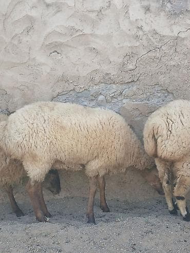heyvan satisi: Boğaz 2 ci qarına qoyun satıLır — 1