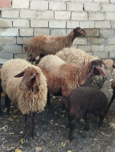 bmw 3 серия 325tds at: Satilir Ana Bala Qoyunlar Boğaz Heyvanlar ekiz Bala Heyvanlar Kom 8 — 5