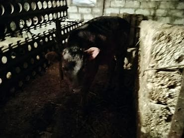 Гуси: Satışda: Qaramal heyvanları (inək və dana) Xüsusiyyətlər: - — 8