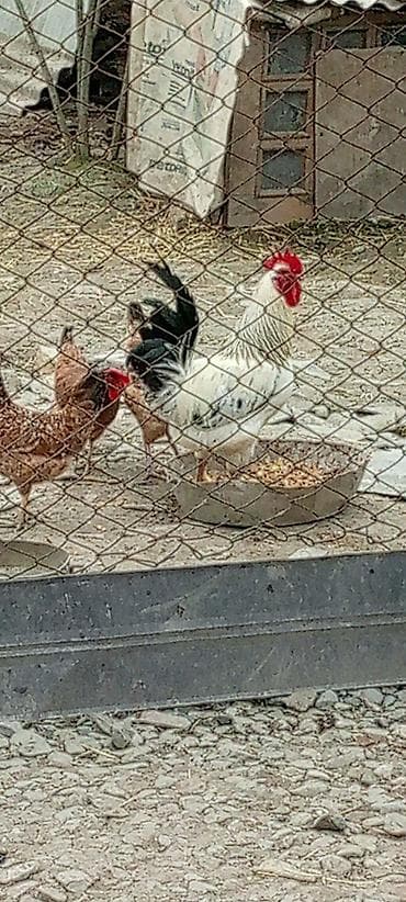 İtlər: Toyuq, Yumurtalıq — 1