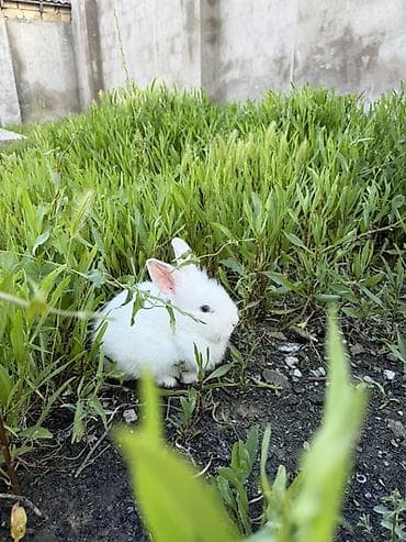 qurban qoyun sekilleri: Satılır — 2