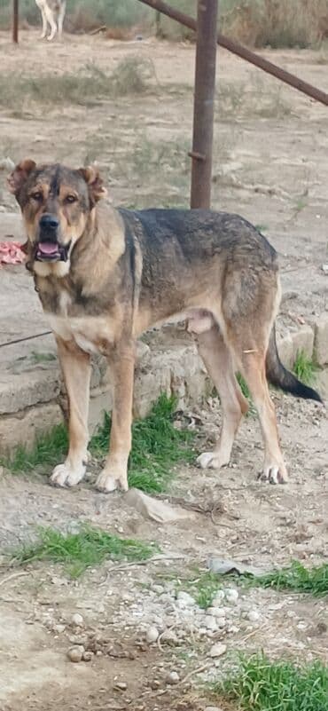 отдам в хорошие руки маленькую собачку: Qurdbasar, 2 il, Erkek, Peyvəndli, Pulsuz çatdırılma — 14