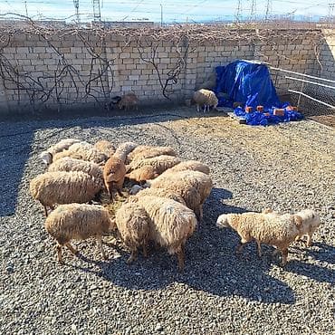 Damazliq 20 qoyun 11 denesi yani balali 8 bogaz cemi 31 dene heyvandi — 6