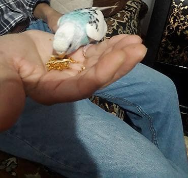 heyvan bazari quslar: 2 aylıg qırmızı göz ələ öyrəşmiş quşdu
sumqayit — 4