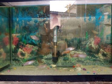 pitbull satılır: Molinezi — 4