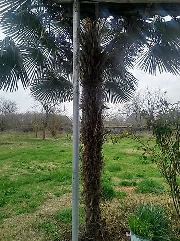 palma agaci satisi: Satılır: həyət üçün iri həcmli xurmalı/yelpik yarpaqlı palma ağacı — 3