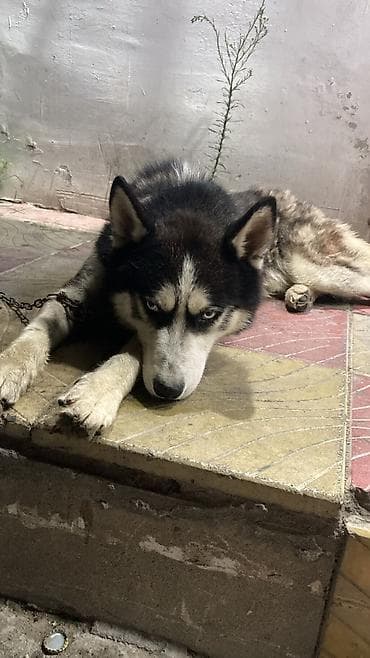 bala haski: Xaski, 4 il, Erkek, Peyvəndli — 4